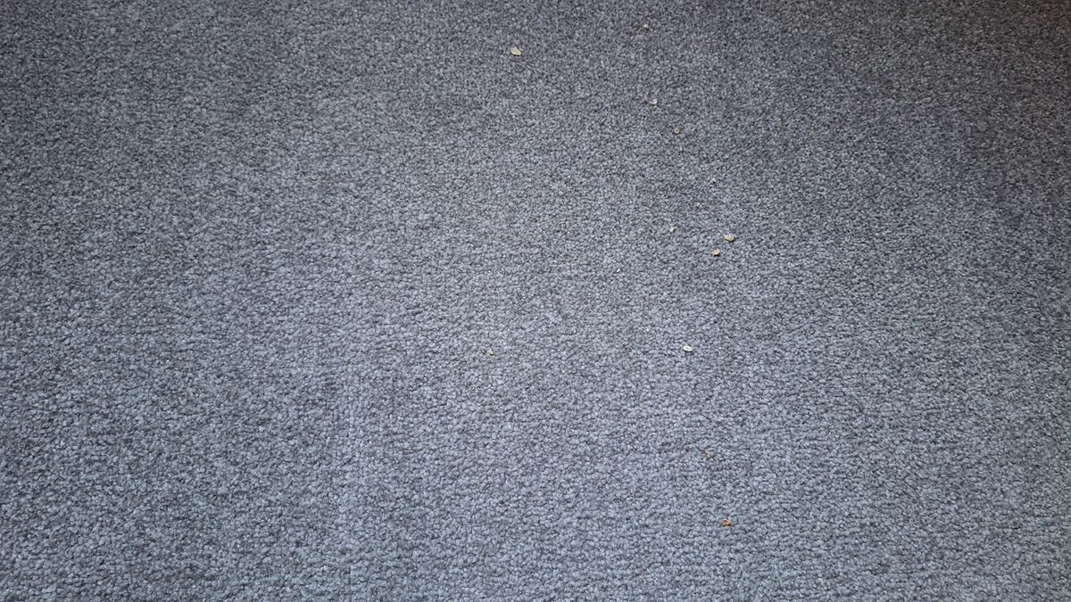 Remaining oats on carpet after a single pass