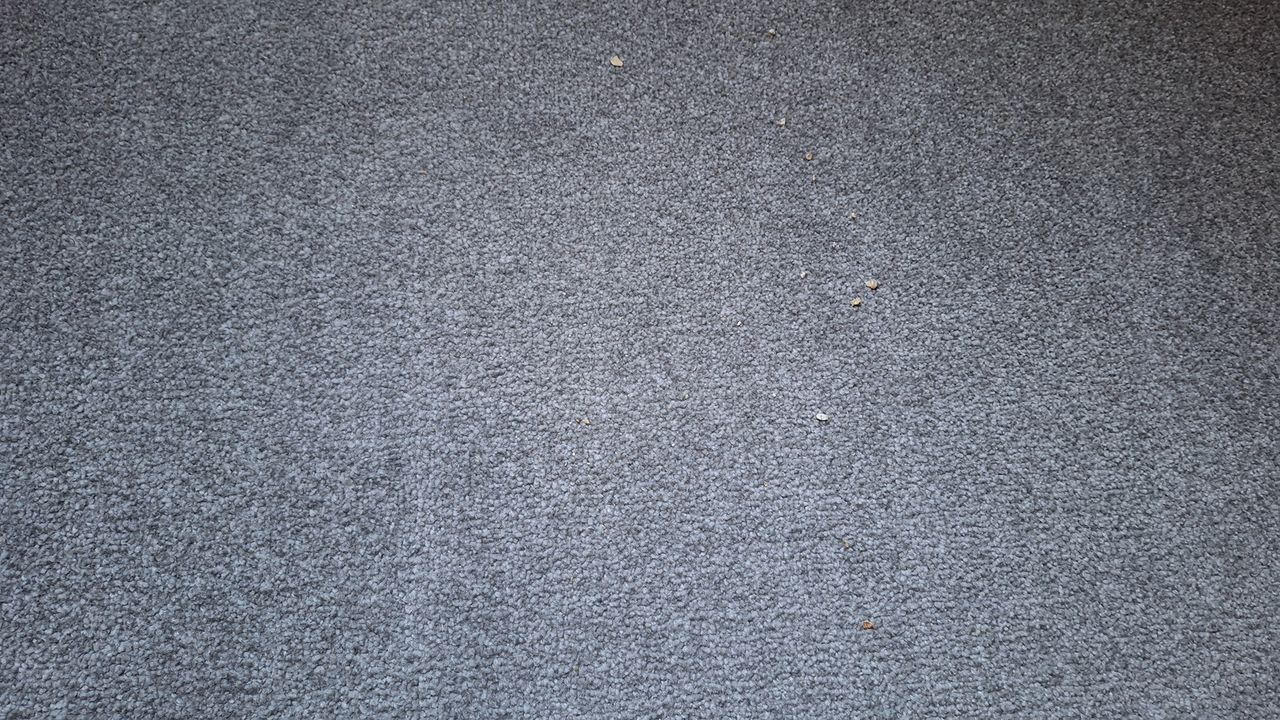 Remaining oats on carpet after a single pass