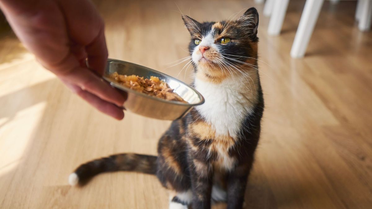 Cat fussy about food, turning its nose up at a bowl of wet food