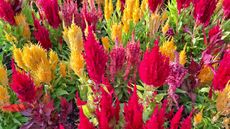 colorful celosia plants