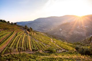 Douro wine vineyard