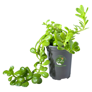 A trailing jade plant from Amazon