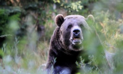 Grizzly bears are "equal opportunity maulers," says the Montana Supreme Court that ruled an area man should get workers comp after getting stoned and being attacked in 2007.