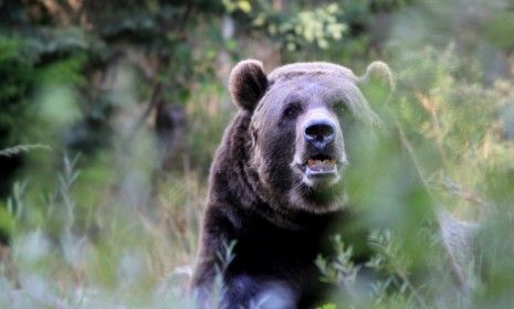 Grizzly bears are &amp;quot;equal opportunity maulers,&amp;quot; says the Montana Supreme Court that ruled an area man should get workers comp after getting stoned and being attacked in 2007.