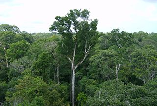 Rainforest Breathes In More Than It Breathes Out