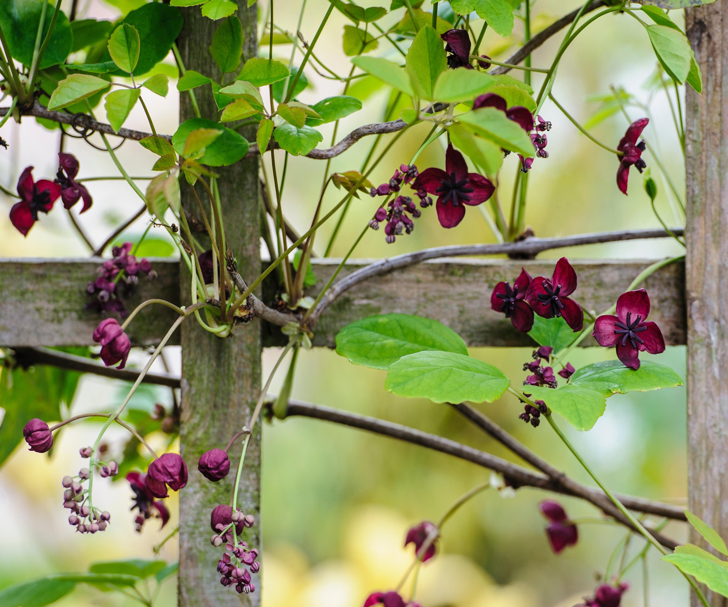 Akebia quinata, chocolate vine