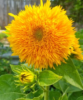 sunflower Dwarf Teddy Bear in garden