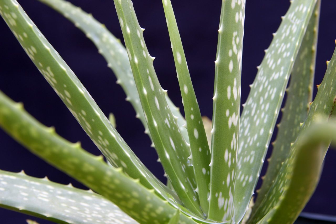 Aloe vera juice benefits