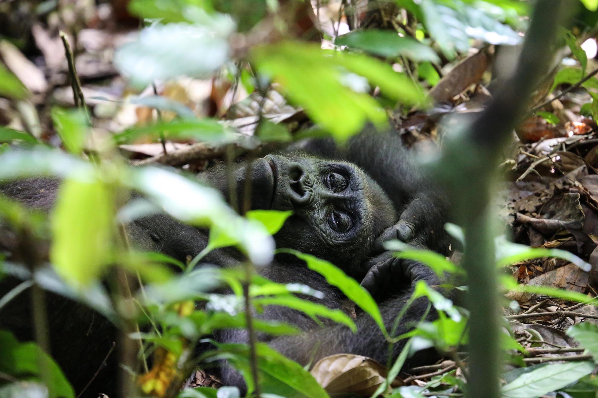 Photos: See Gorillas and Chimpanzees Swinging from Trees | Live Science