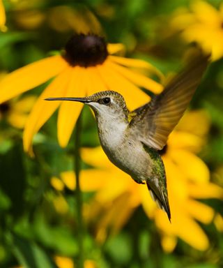 Ruby throated hummingbird and black eyed susans