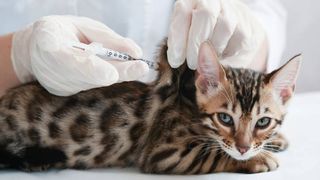 FVRCP vaccine for cats