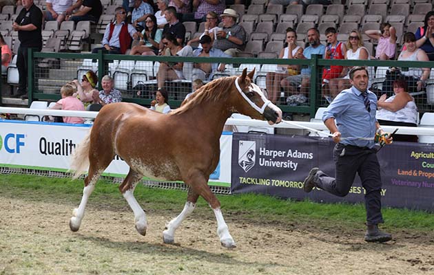 Royal Welsh Show 2018