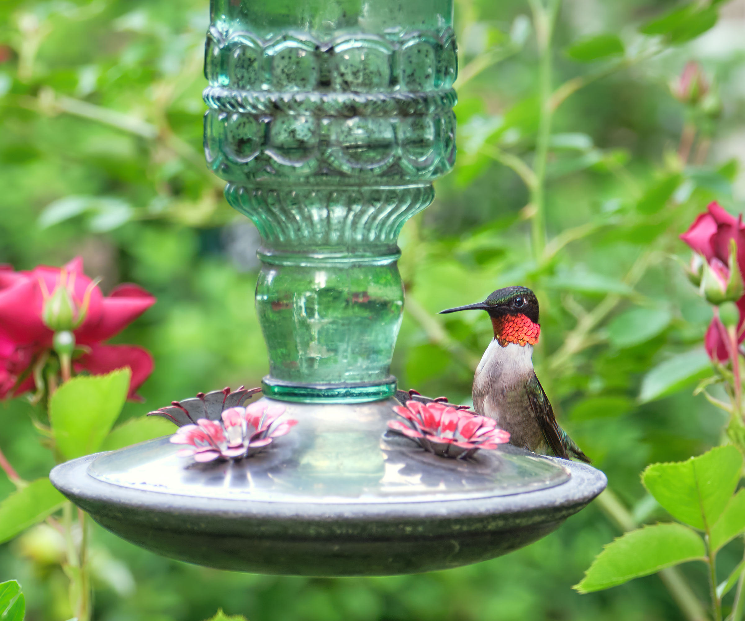 hummingbird feeding from glass jar feeder with red roses in background