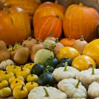 Pumpkins of all shapes, sizes and colours