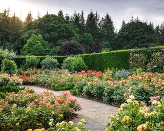 rose garden at RHS rosemoor