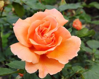 Just Joey orange rose