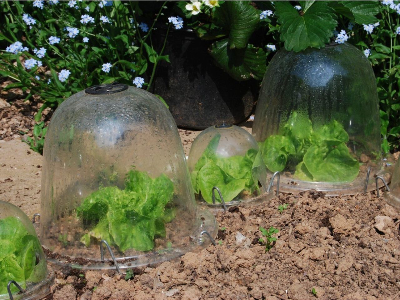 Lettuce plants growing under hot caps