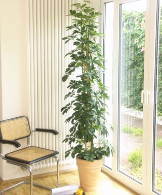 houseplant umbrella tree