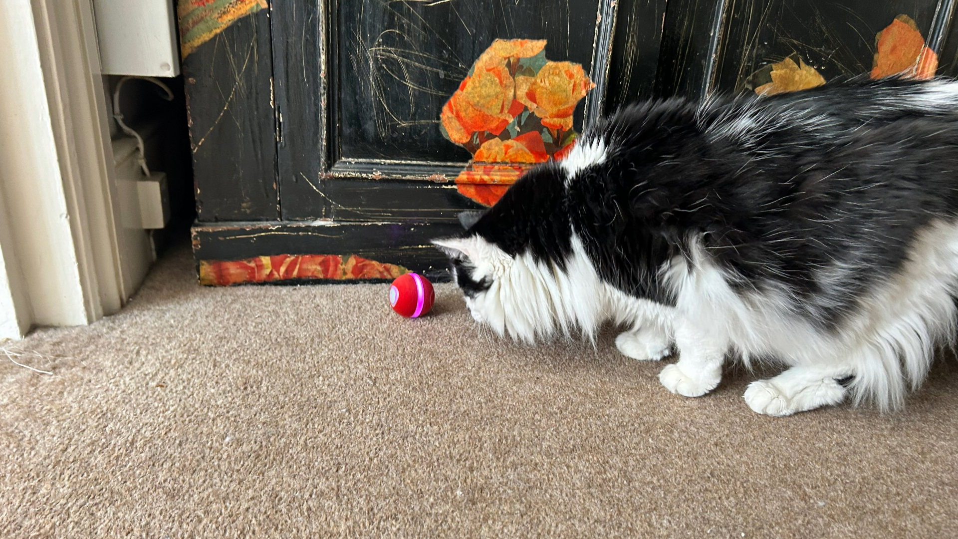 Megan's cat Tofu sniffing the Cheerble Wicked Ball M3, one of the best toys for indoor cats