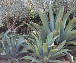 agave plants