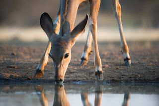 An impala doe drinks from a watering hole.