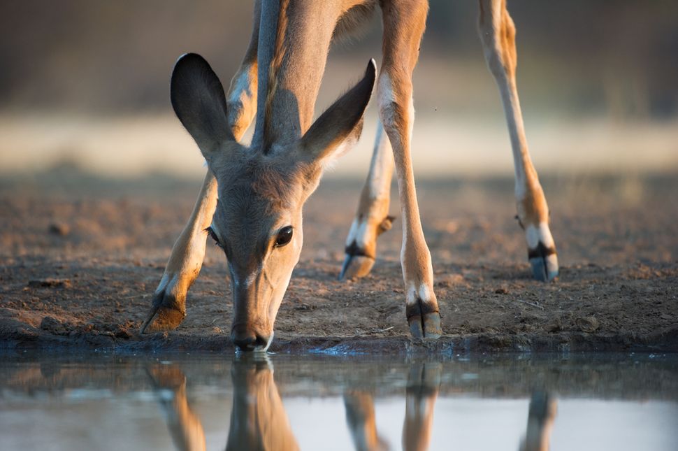 facts-about-impalas-live-science