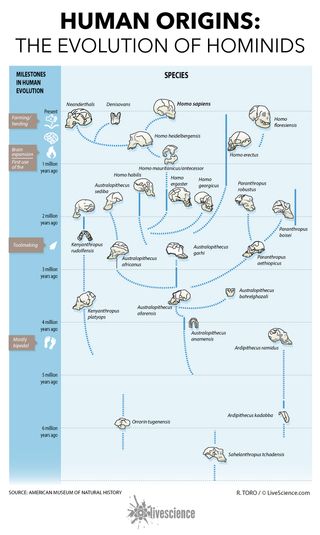 Diagram shows evolution of hominid species.