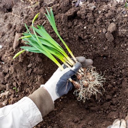 Hand holding divided daffodil
