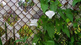 bindweed on fence with white flowers