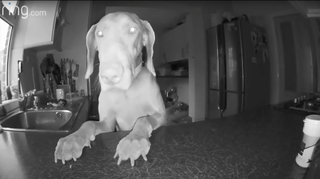 Dog captured by Ring Doorbell 