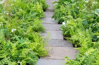 ferns hostas and astrantias around stone garden path