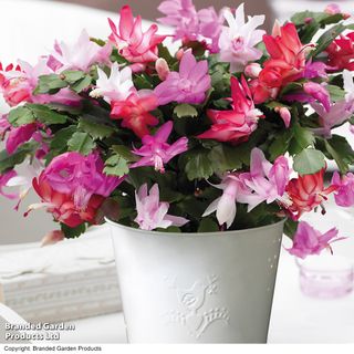 Christmas Cactus 'Tricolour' - Gift