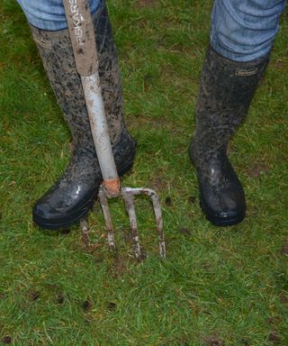 Using a garden fork to aerate the lawn