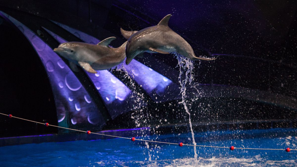 Ayrton Domino and Bora fixtures light up the Georgia Aquarium.