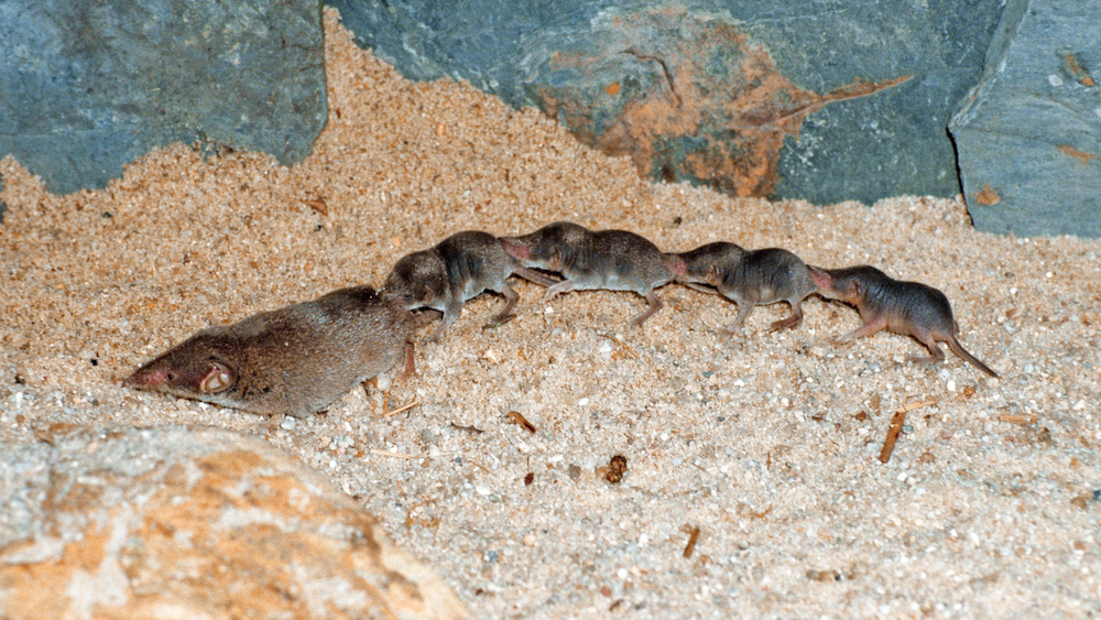 Moving Nose To Tail Shrew Conga Line Shimmies Online Live Science