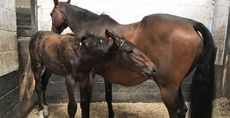 Billy-Bub-with-mum-in-stable-1_257120172_406453581.jpeg
