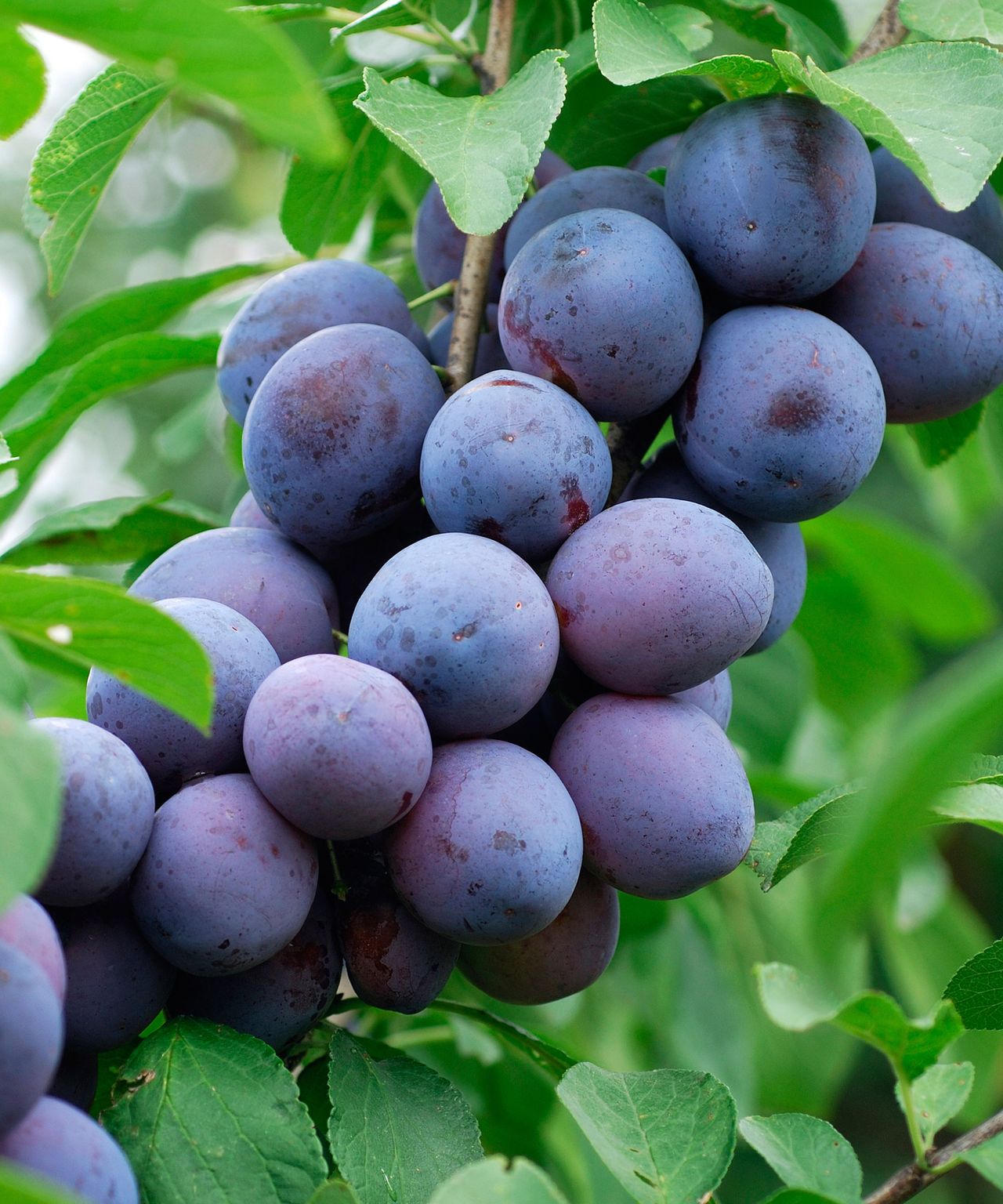 Types of plum trees: 12 varieties to grow for a fruitful autumn harvest ...