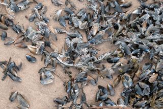 Close up of shells in the sand on a beach