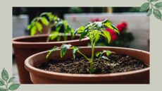 picture of young tomato plants in large pots in garden