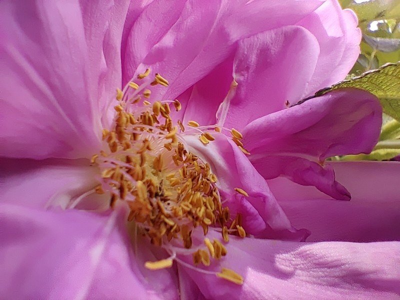 OnePlus 8 macro sample
