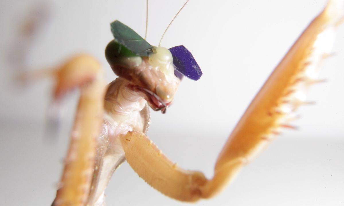 a mantis insect wearing tiny spectacles