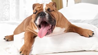 Dog yawning on the bed