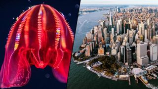 Composite of a blood-belly comb jelly and New York City