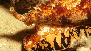 underwater close-up picture of a geography cone snail.