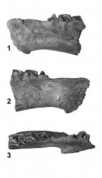 Top and side views of the jaw bone of an ancient swamp creature. Researchers named the animal after Mick Jagger for its highly sensitive snout and lips.
