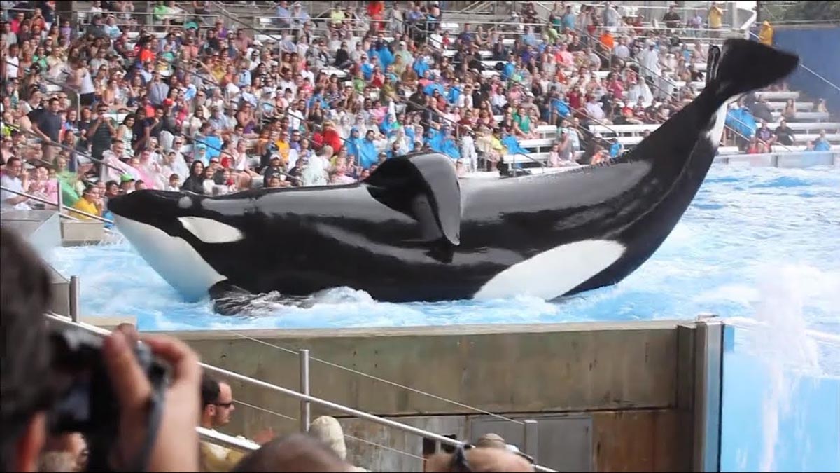 A captive Orca whale in the documentary Blackfish