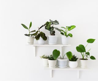 Minimalist indoor plant shelf