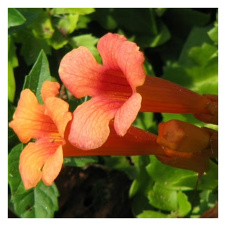 A close-up of two trumpet creeper flowers