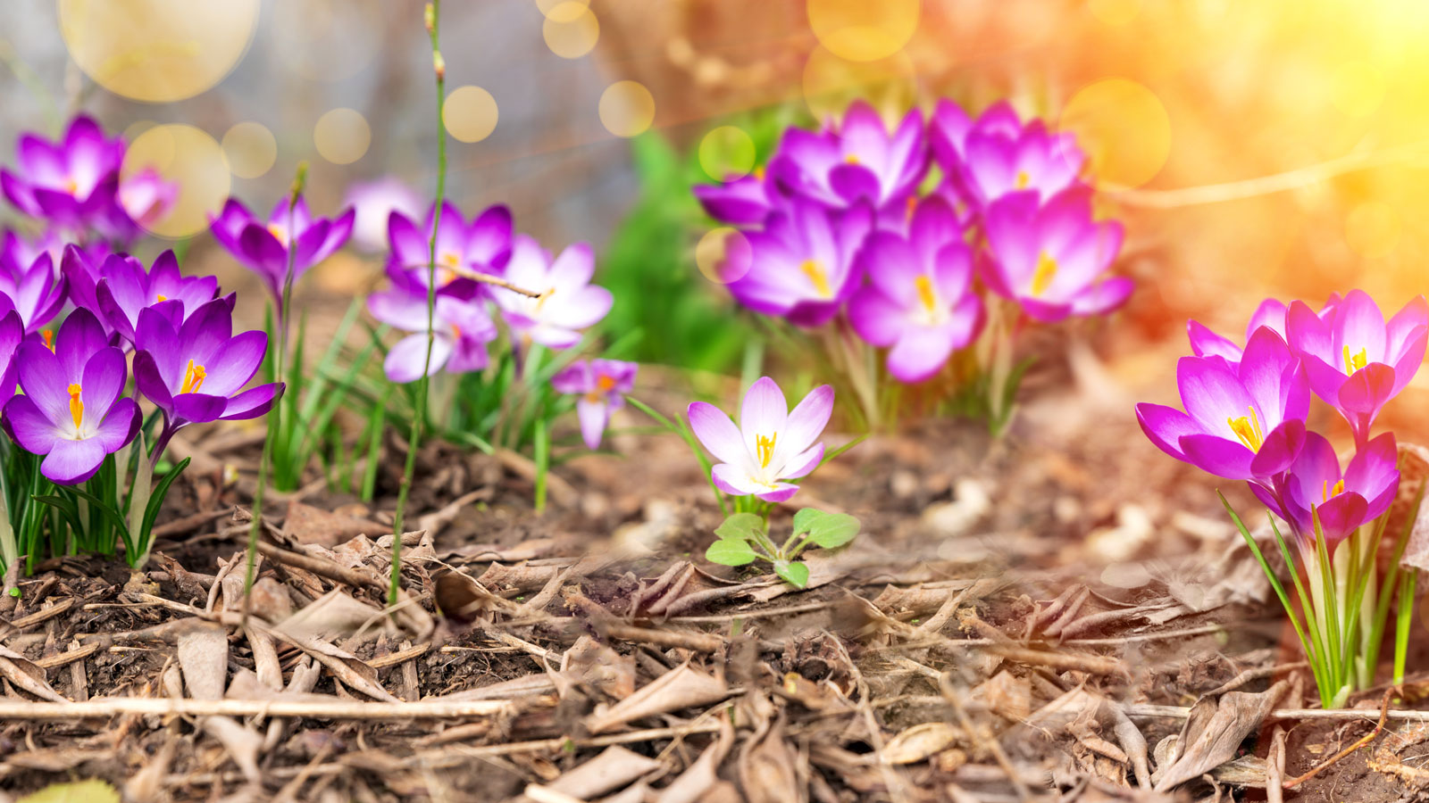 crocus spring flowering bulbs in garden