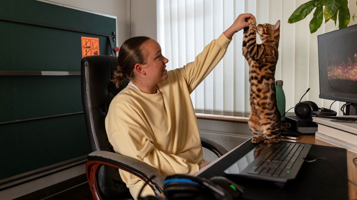 Picture of Is clicker training for cats recommended? | PetsRadar